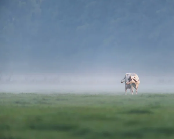 Kráva v Mlžných loukách v létě. — Stock fotografie