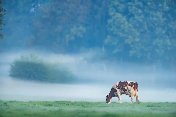 Cow in misty meadow in summer. — Stock Photo, Image