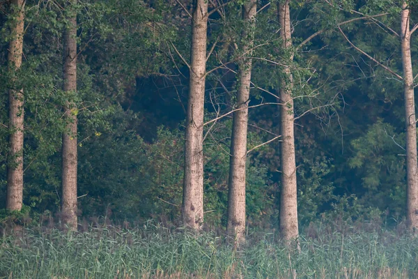 Canne e tronchi ai margini della foresta in estate . — Foto Stock