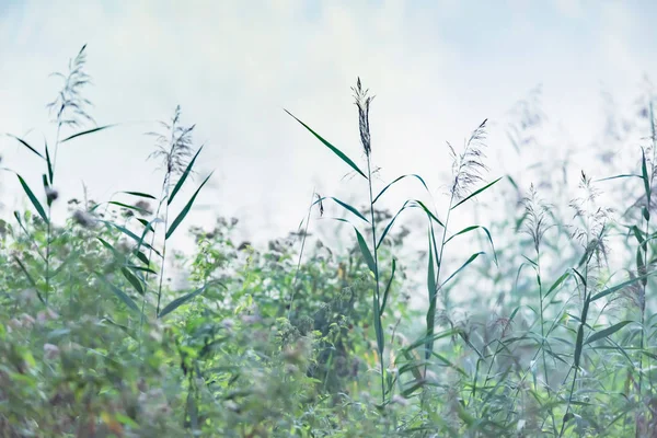 Reed and other vegetation in mist on summer morning. — Stock Photo, Image