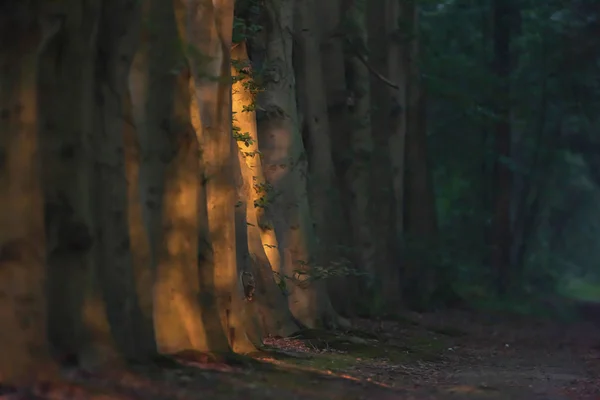 Řada kmenů stromů na lesní cestě na slunci v létě ráno. — Stock fotografie