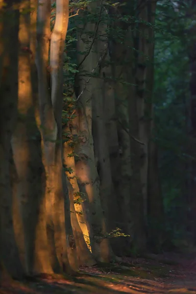 Fila di tronchi d'albero lungo il sentiero forestale alla luce del sole in estate morni — Foto Stock