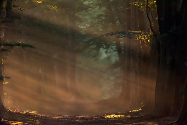 Misty forest path in summer early in the morning.