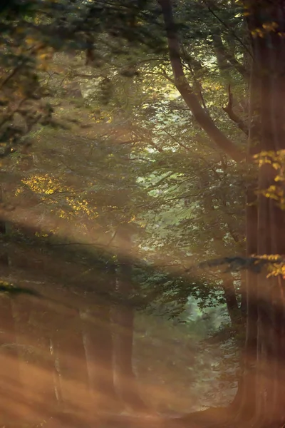 Caminho de floresta nebulosa no verão no início da manhã . — Fotografia de Stock