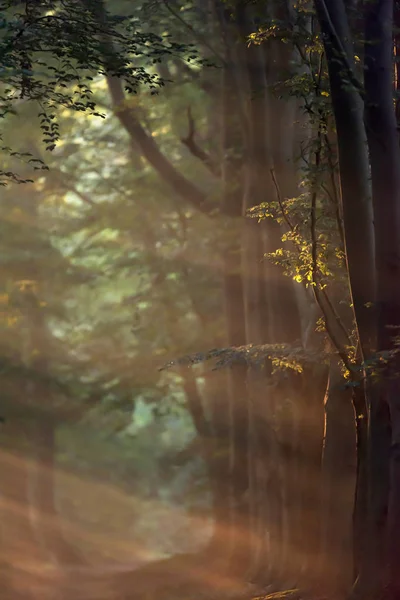 Sentiero della foresta nebbiosa in estate la mattina presto . — Foto Stock