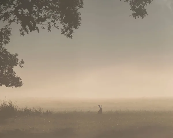 Eski ağacın altındaki sisli çayırda yalnız tavşan. — Stok fotoğraf