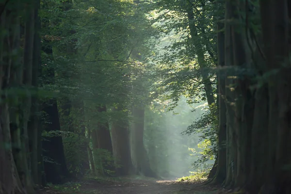 여름에는 안개가 자욱한 숲 길을 따라 있는 나무. — 스톡 사진