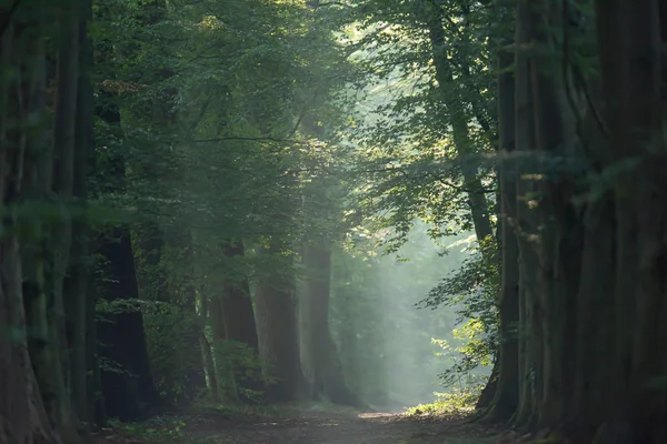 Bomen langs mistig forest Path in de zomer. — Stockfoto