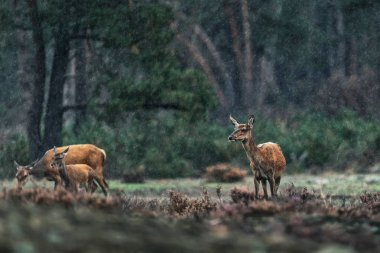Yağmurlu fundalıkta üç kızıl geyik..