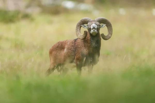 Mouflon buck in campo con erba alta . — Foto Stock