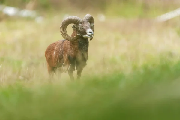 Buck Mouflon no campo com grama alta . — Fotografia de Stock