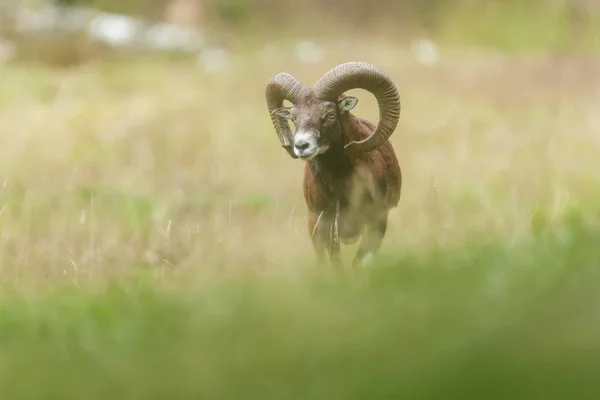 Mouflon buck a területen magas fű. — Stock Fotó