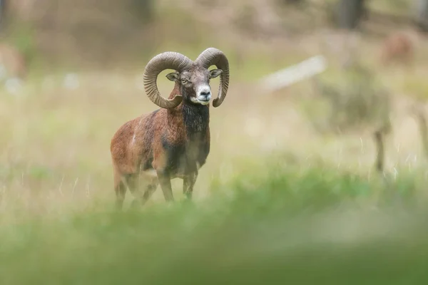 Mouflon buck in field with tall grass. — Stock Photo, Image