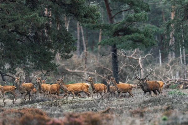 Κόκκινο ελάφι ελάφι με ομάδα θηλυκών κατά την περίοδο εκσκαφής. — Φωτογραφία Αρχείου