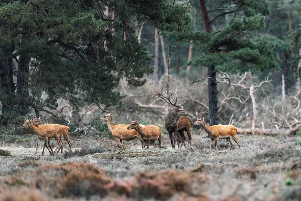 Κόκκινο ελάφι ελάφι με ομάδα θηλυκών κατά την περίοδο εκσκαφής. — Φωτογραφία Αρχείου