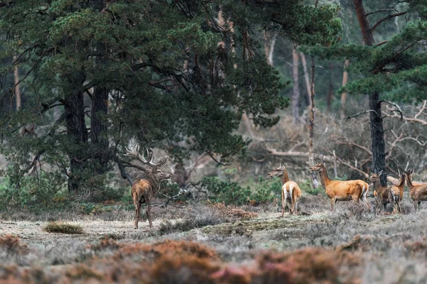 Veado vermelho com grupo de fêmeas durante a época de rutting . — Fotografia de Stock