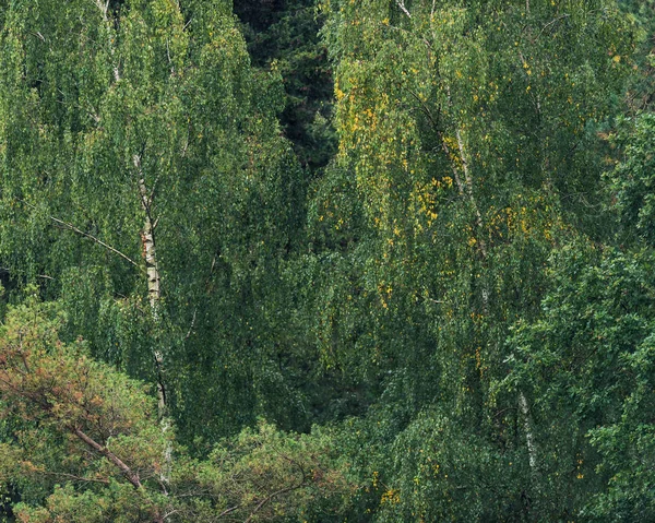 Візерунки листя в лісі на початку осені . — стокове фото