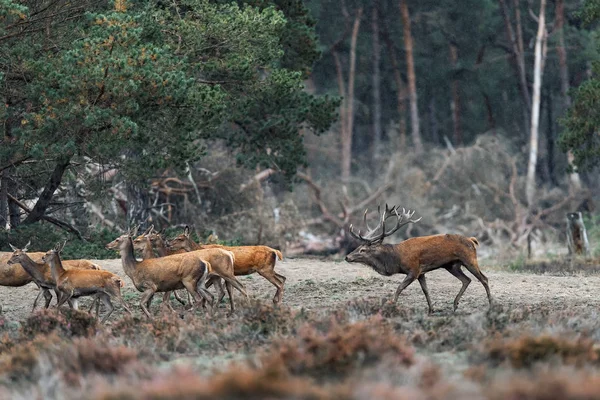 Cerf rouge cerf avec groupe de femelles pendant la saison de rut . — Photo