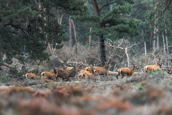Veado vermelho com grupo de fêmeas durante a época de rutting . — Fotografia de Stock