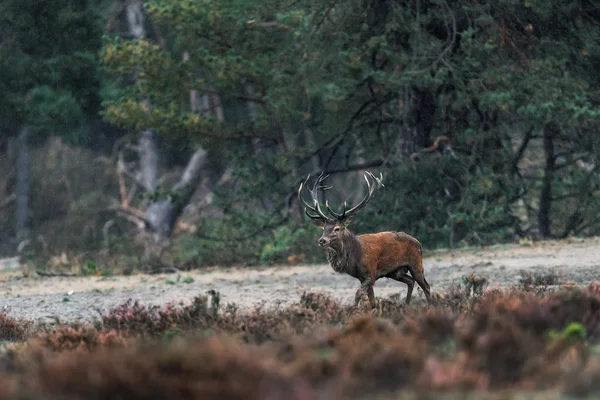Ciervo rojo ciervo en la lluvia en el paisaje de brezo . —  Fotos de Stock
