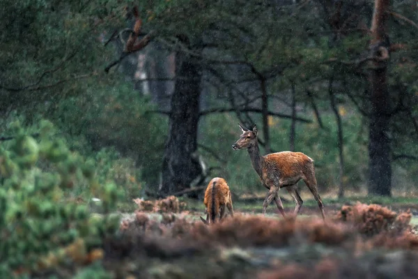 Deux cerfs rouges dans un paysage pluvieux de bruyère . — Photo