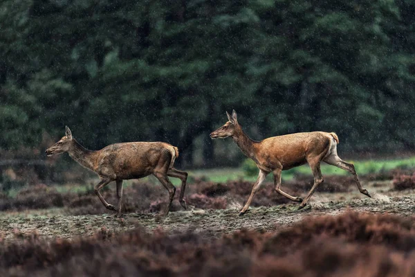 Dos ciervos rojos corriendo en paisaje de brezo lluvioso . — Foto de Stock