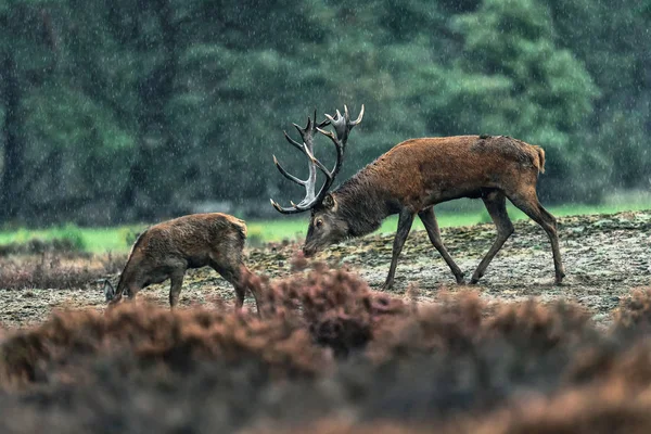 Cervo rosso che insegue la femmina in una giornata autunnale piovosa . — Foto Stock