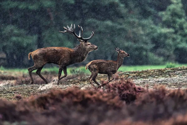 Cerf rouge cerf chasse femelle un jour d'automne pluvieux . — Photo