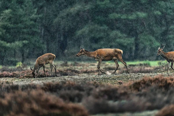 Três corça de veado vermelho na paisagem de urze chuvosa . — Fotografia de Stock