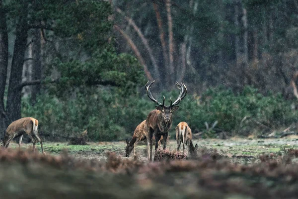 Cerf rouge cerf et groupe de femelles sous la pluie . — Photo