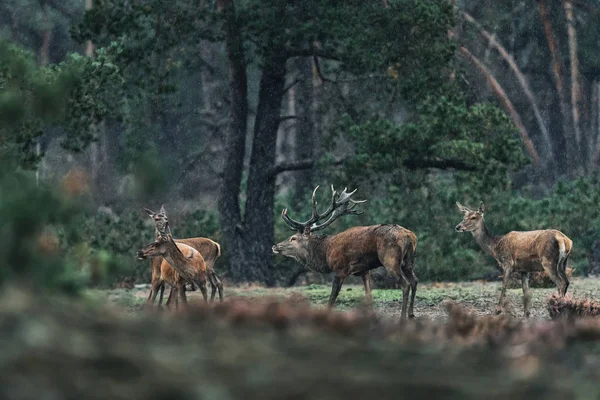 Cervo rosso e gruppo di femmine sotto la pioggia . — Foto Stock