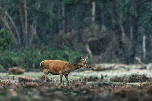 Ciervo rojo en paisaje de brezo lluvioso . — Foto de Stock