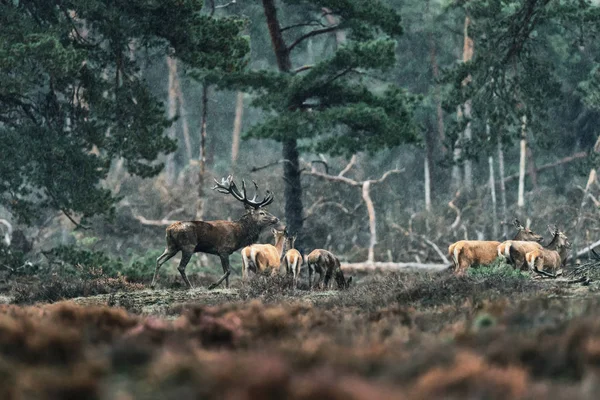 Cervo rosso e gruppo di femmine sotto la pioggia . — Foto Stock