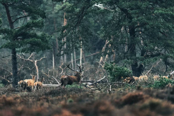 Red deer stag and group of females in rain. — Stock Photo, Image