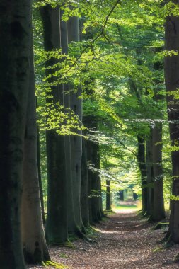 Güneşli ormanda yaprak döken ağaçlar.
