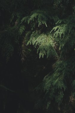 Benekli güneş ışığı çam ağaçlarının iğnelerine vuruyor.