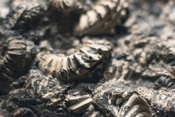 Imagen de primer plano del fósil en piedra . — Foto de Stock