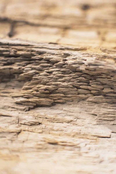 Close-up foto van versteend hout. — Stockfoto