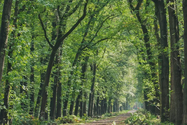 Sonbaharın başlarında orman yolu boyunca ağaçlar. — Stok fotoğraf