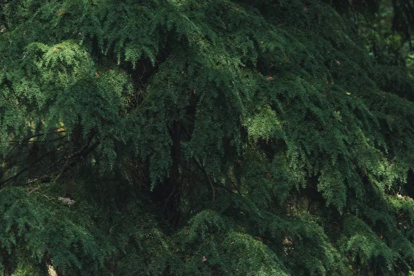 Späd solljus på barr av tallar. — Stockfoto