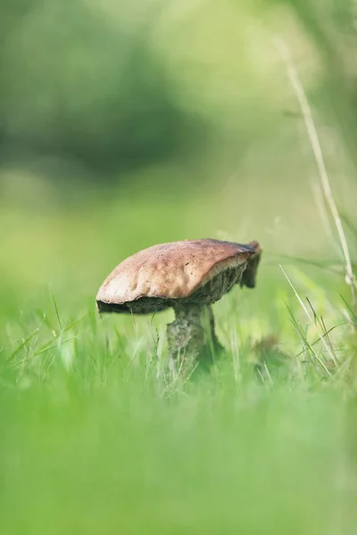 Big mushroom between tall grass. — 图库照片