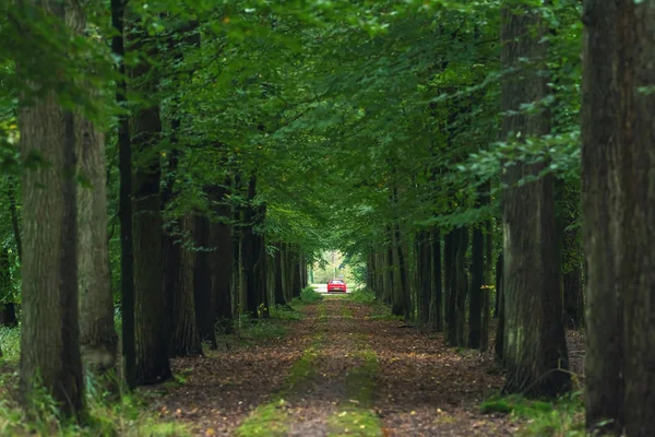 Auto rossa alla fine del sentiero forestale . — Foto Stock