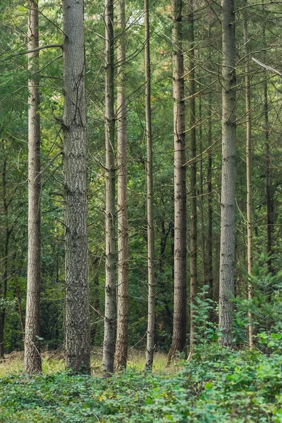 Trunks in sunny pine forest. — Stock Photo, Image