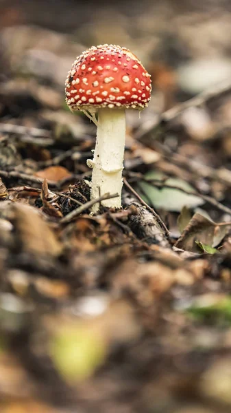 Rood gestippelde paddenstoel tussen gevallen bladeren op bosgrond. — Stockfoto