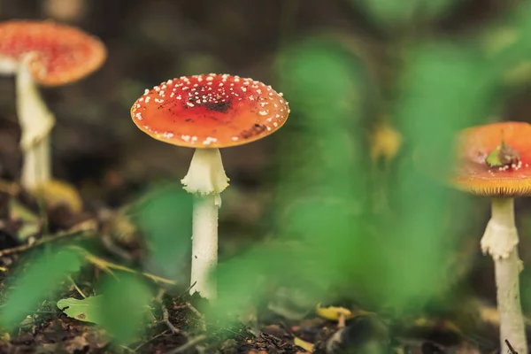 Tre röda prickiga svampar mellan fallna löv på skogsmark — Stockfoto