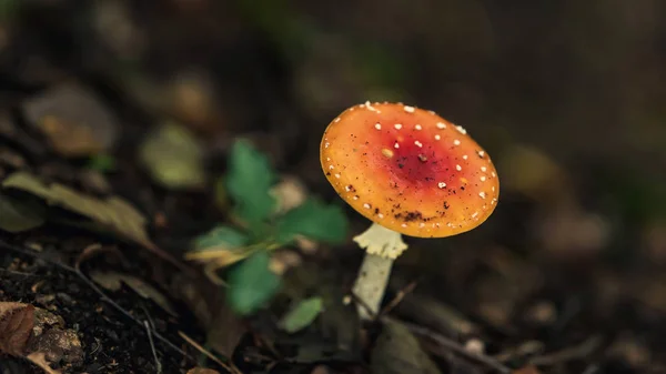 Röd prickig svamp mellan fallna löv på skogsmark. — Stockfoto