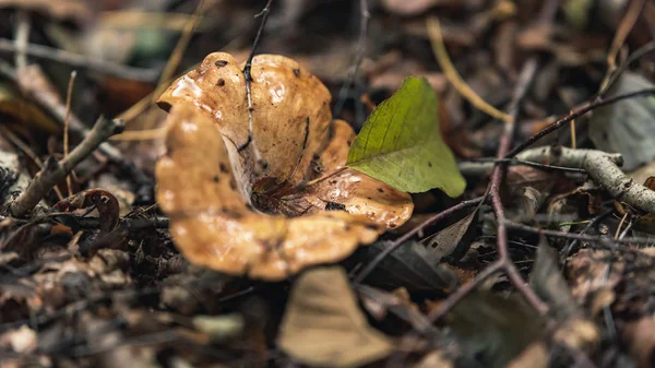 Brown wet mushroom on forest ground in autumn. — 图库照片