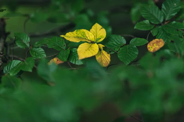 Folhas de cor amarela entre as verdes no início do outono . — Fotografia de Stock