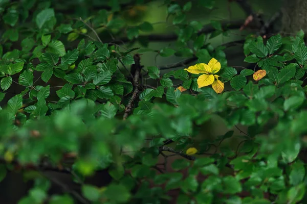 Yellow colored leaves between green ones in early fall. — 图库照片