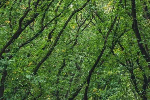 Branches between green leaves in lush deciduous forest. — 图库照片